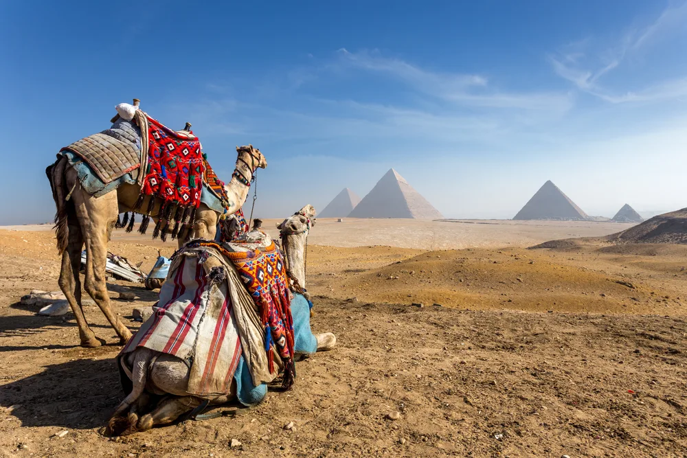 Camels sit on the sand in the desert with the pyramids in the background for a piece on the best time to visit Cairo