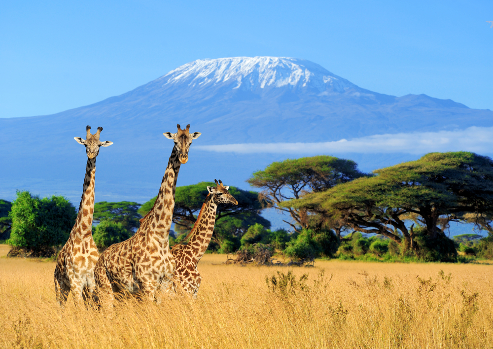 Mount Kilimanjaro pictured in the back of a grassland for a piece on the best places to visit in January