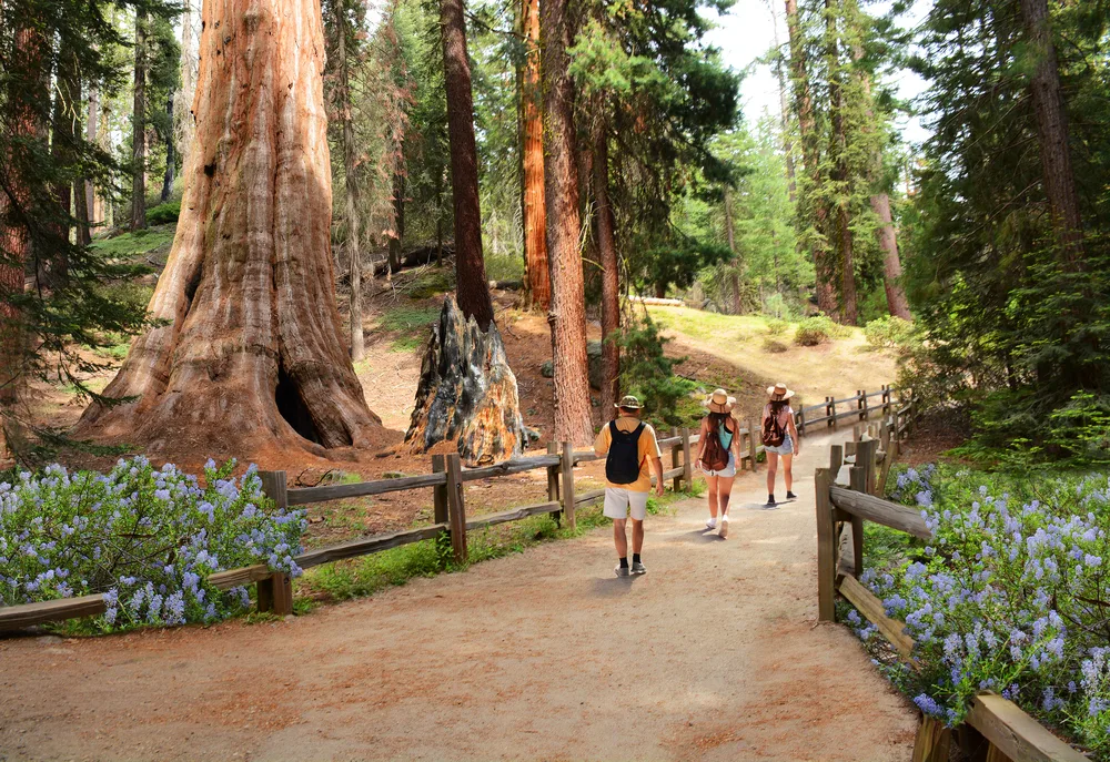 Group of people in long socks and day clothes walking along a dusty path between trees during the best time to visit Kings Canyon National Park