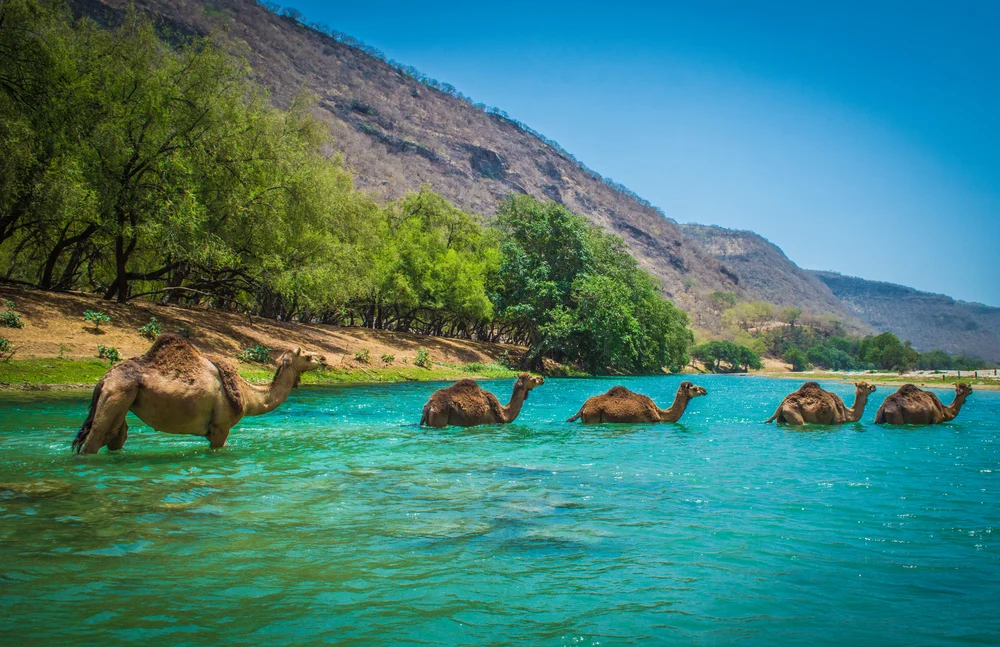 Camels in a single-file line crossing a river during the cheapest time to visit Oman