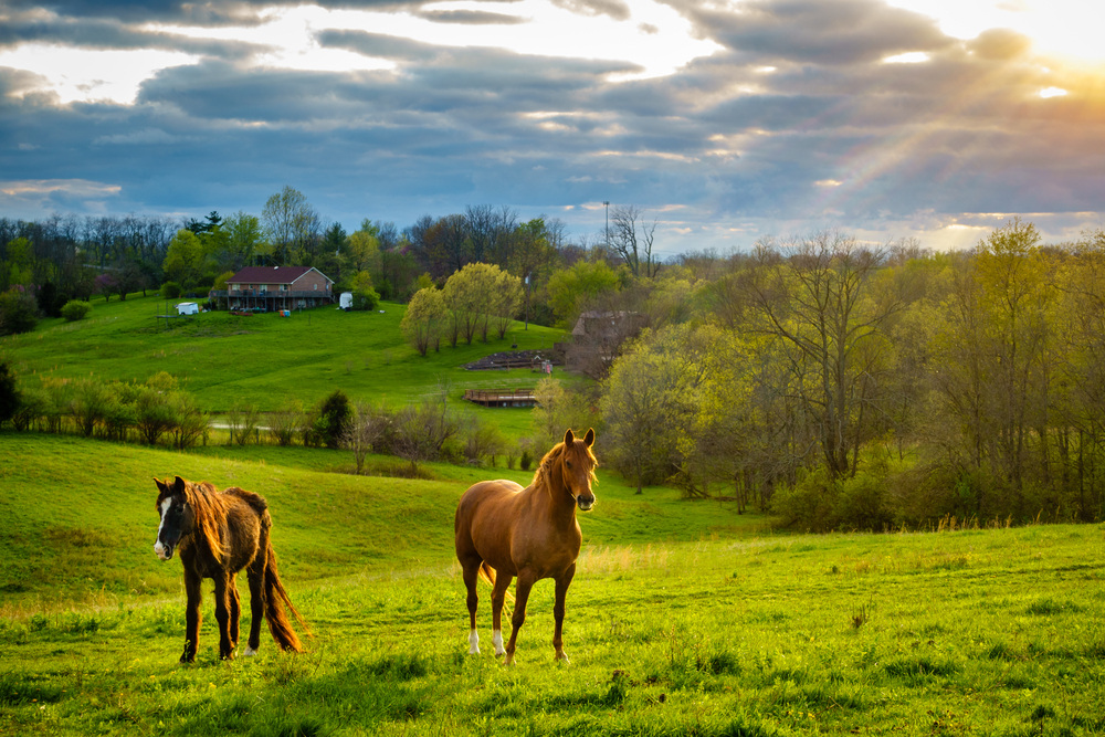 Horses in the middle of a pasture during the summer, the overall cheapest time to visit Kentucky