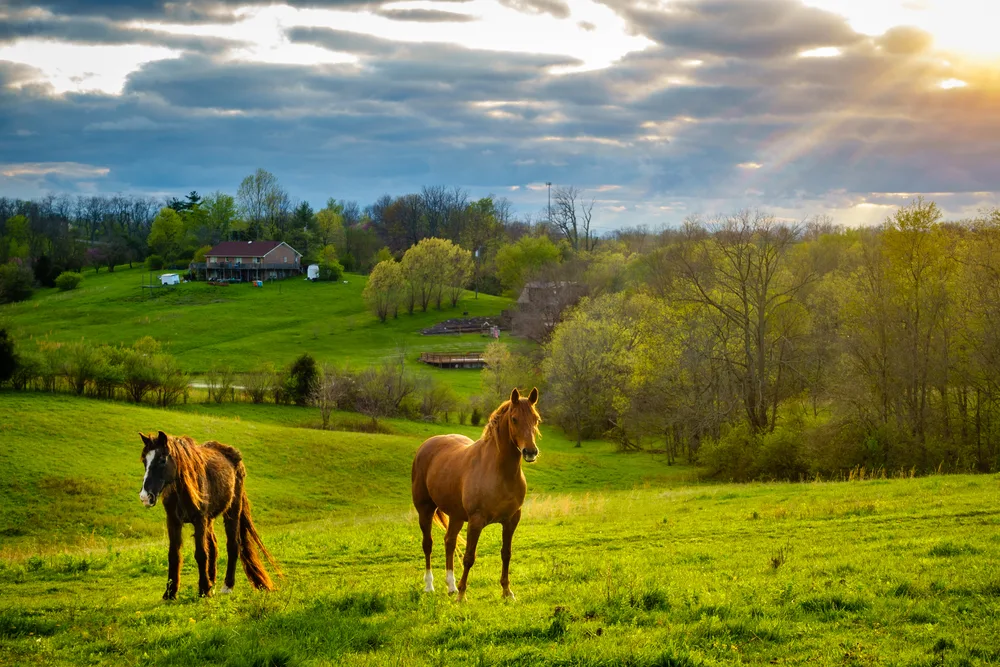 Horses in the middle of a pasture during the summer, the overall cheapest time to visit Kentucky