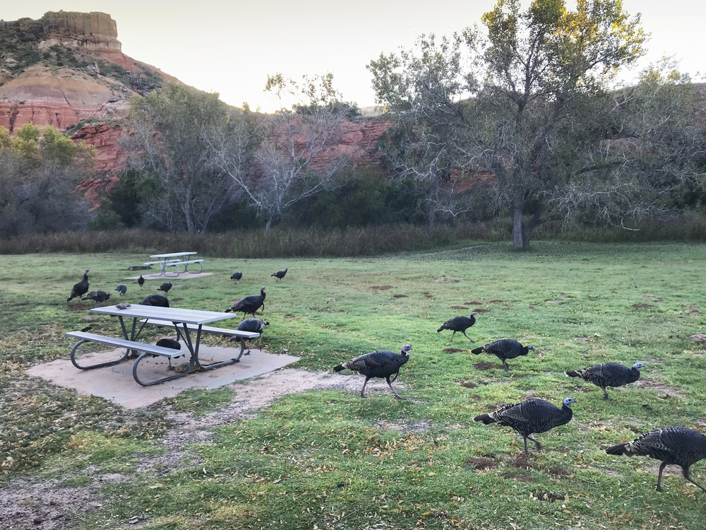 Wild turkeys roam free next to a picnic table during the best time to visit Palo Duro Canyon