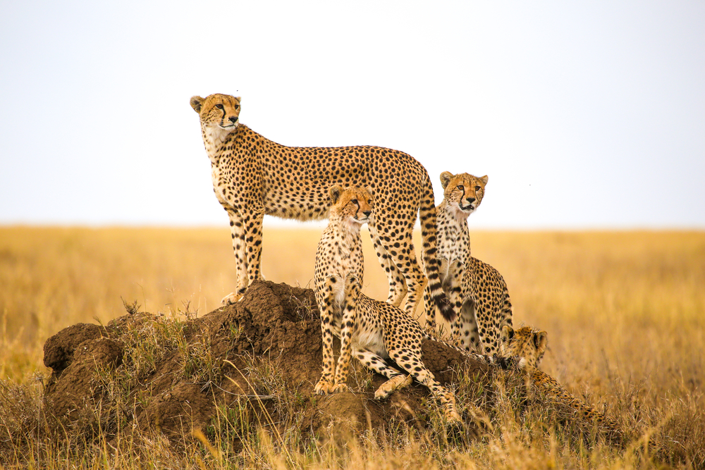 Wild cheetah family on a rock amid dry grasses shows the winter high season during the best time for a safari in Tanzania