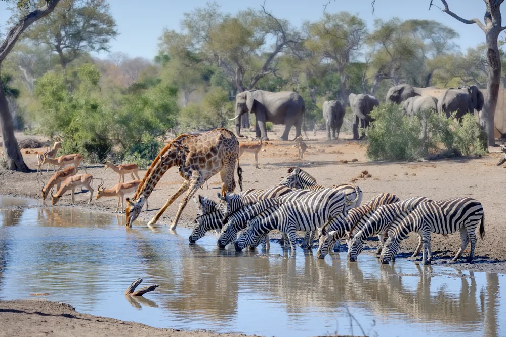 Giraffes, zebras, and elephants at a watering hole to show the overall best time for a South African safari