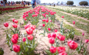 Pictured during the best time to visit Texas Tulips in Pilot Point, Texas, rows and rows of tulips stretch into the distance with a few faceless people admiring the beauty of the flowers