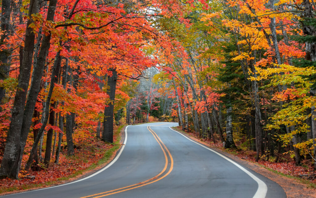 The Best Worst Times To Visit The Tunnel Of Trees In 2024   Shutterstock 2046548756 1024x640 