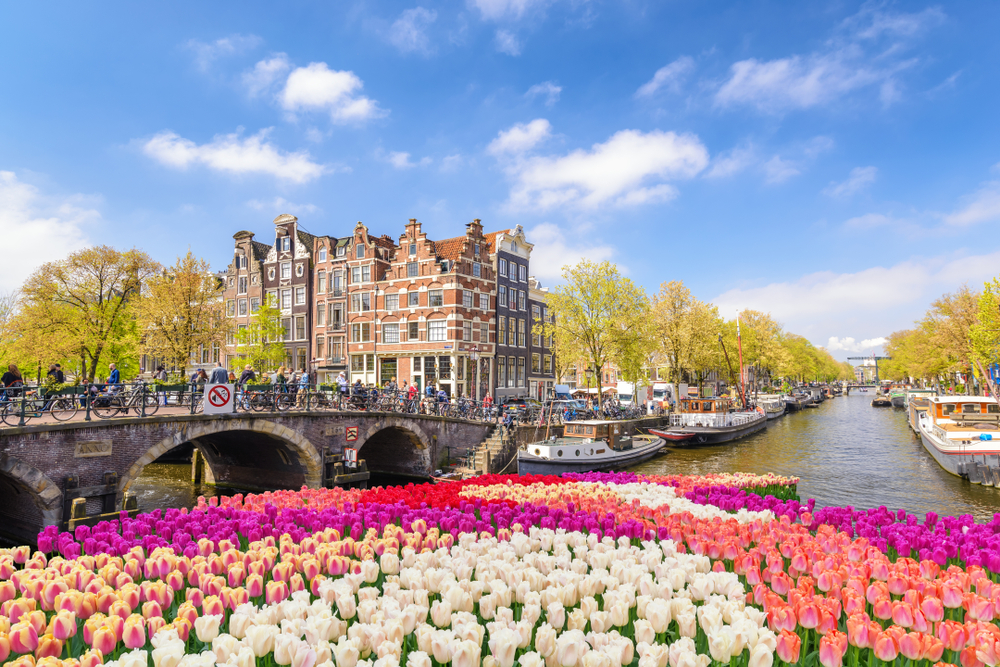 Vibrant tulips pictured above the river next to the old buildings and by the bridge in Amsterdam, one of the best places to visit in Europe