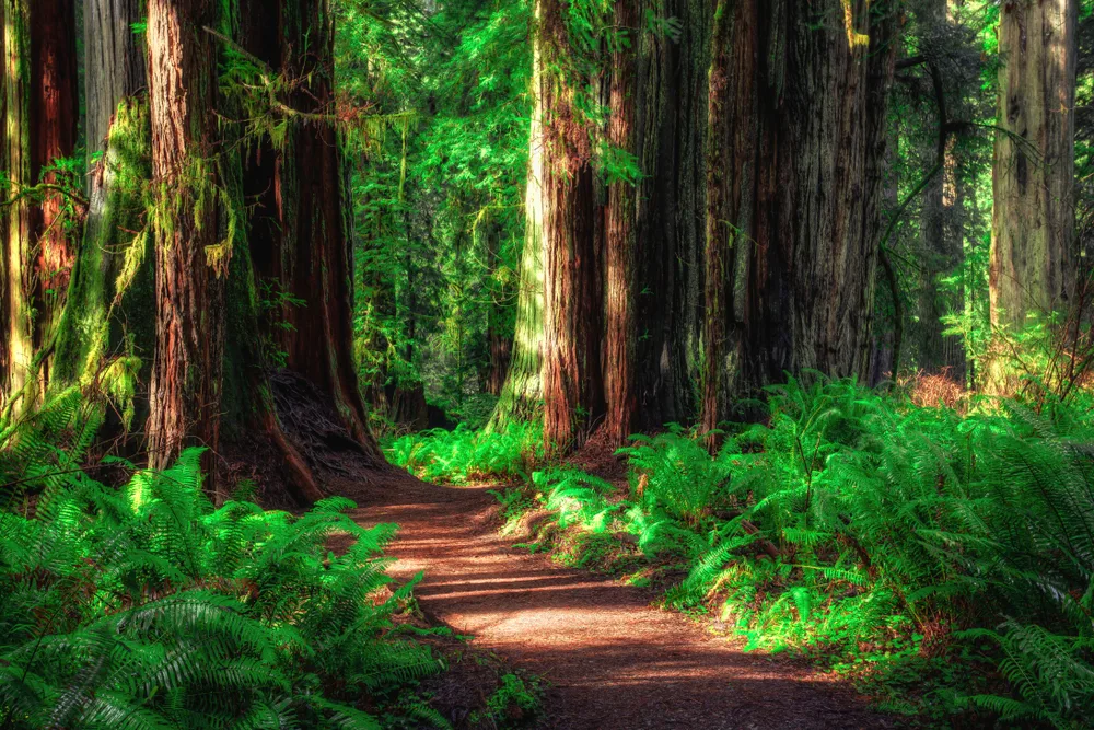Redwood National Park pictured with a dirt walking path through the trees