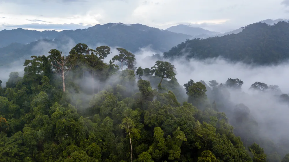 Aerial view of mist over the trees in the Amazon rainforest, one of the best places to visit in Brazil