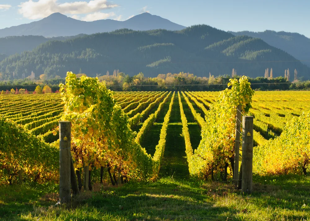 Wine vineyard at the amazing district of Marlborough, one of the best places to visit in New Zealand