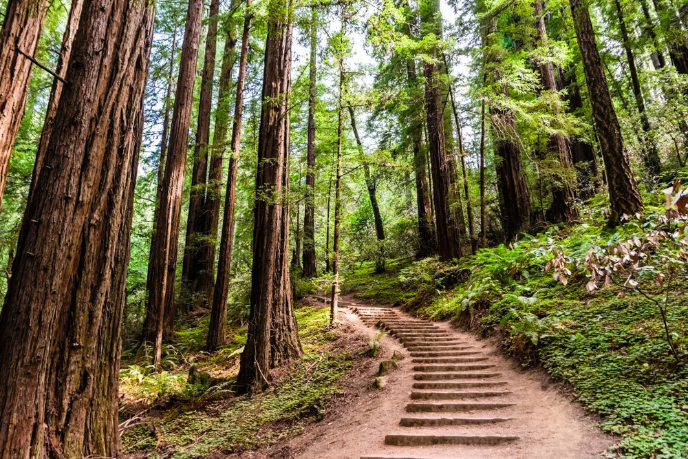 Hiking trail through the Muir Woods, one of the best day trips from San Francisco