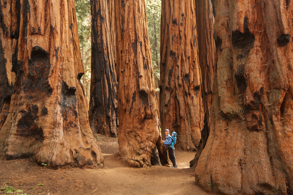 Woman standing in a blue shirt and backpack next to a giant redwood in Sequoia National Park, one of the best places to visit in California