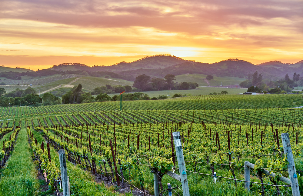 Green vineyard in Napa Valley, one of the best places to visit on a trip to California
