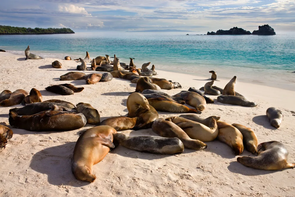 Photo of a herd of sea lions lying on a beach on Gardner Bay at one of the world's best places to visit, the Gapalagos Islands