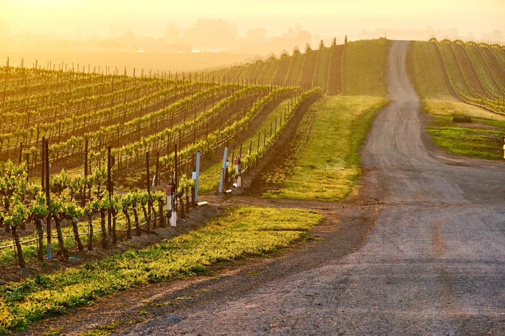 Misty day at dusk in Napa Valley, one of the best day trips from San Francisco