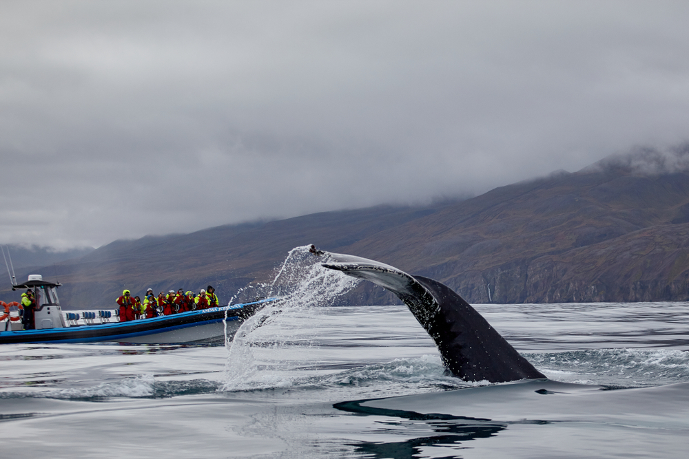 Whale breaches right next to a small tourist boat in Husavik