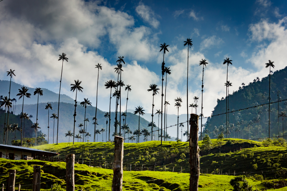 Extremely tall palm trees jutting up from a volcanic mountain with clouds overhead for a roundup of the best places to visit in Colombia