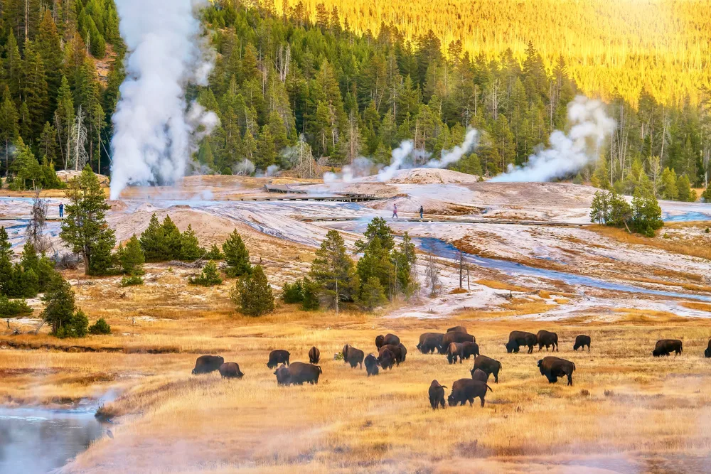 View of buffalo grazing in autumn with steam going up from the geyser for a piece on where to stay in Montana