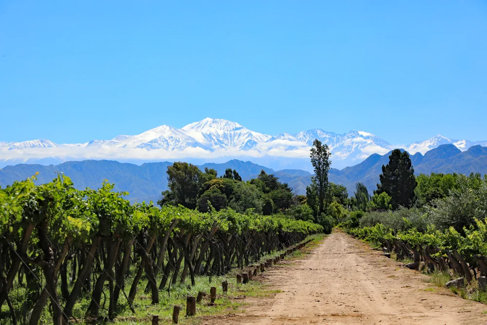 Snow-capped mountains in the background of a winery in Mendoza pictured on a clear day with the grape vines in full growth mode