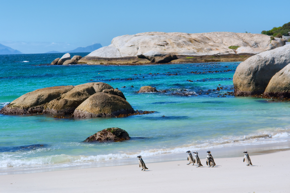 Penguins walk along the rocks in one of the best places to visit in South Africa, the Boulders Nature Reserve
