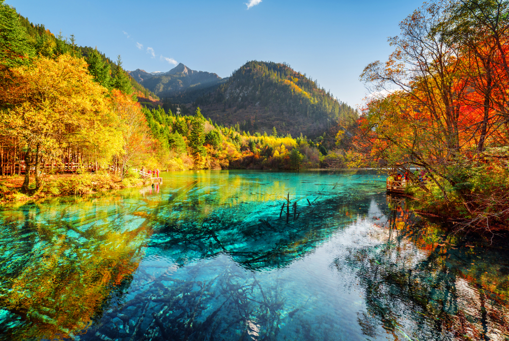 Autumn view of one of the best places to visit in China, Jiuzhaigou, pictured with golden trees on either side of the radioactive-blue lake
