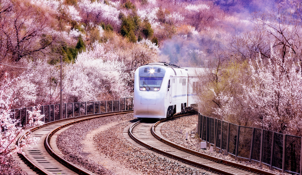 Train in Beijing Zhangzhou, China, in the spring with the cherry blossoms
