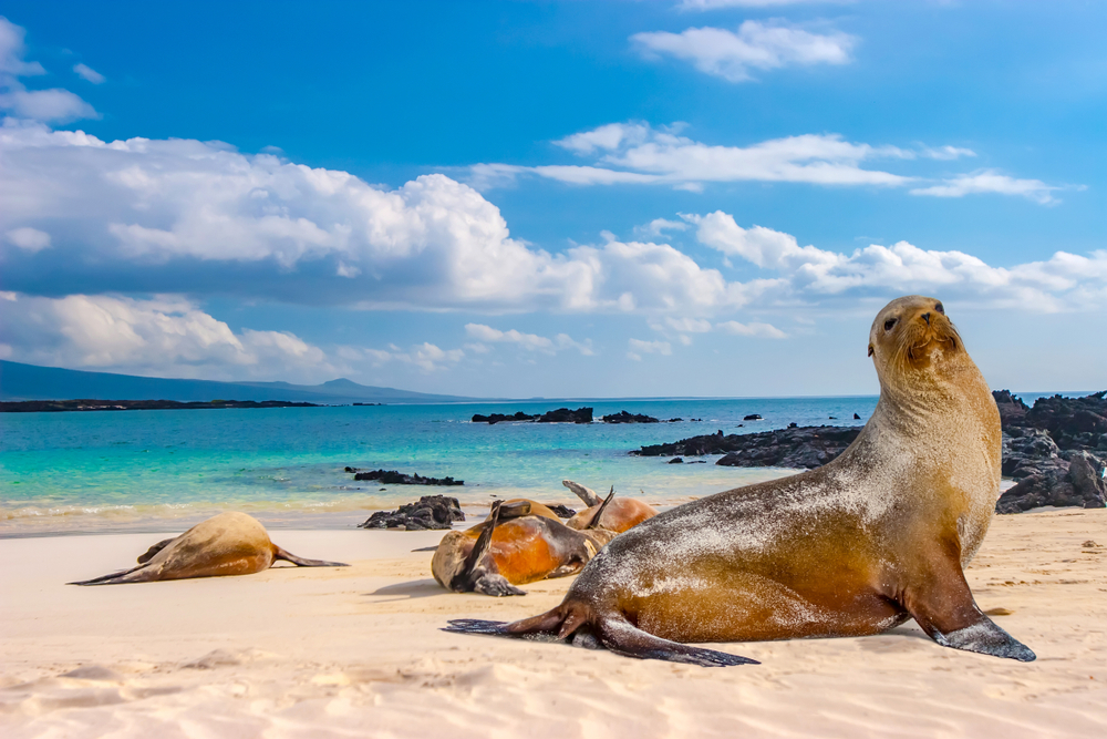 Sea lying on a beach in the Galapagos islands, one of the best places to visit in Ecuador