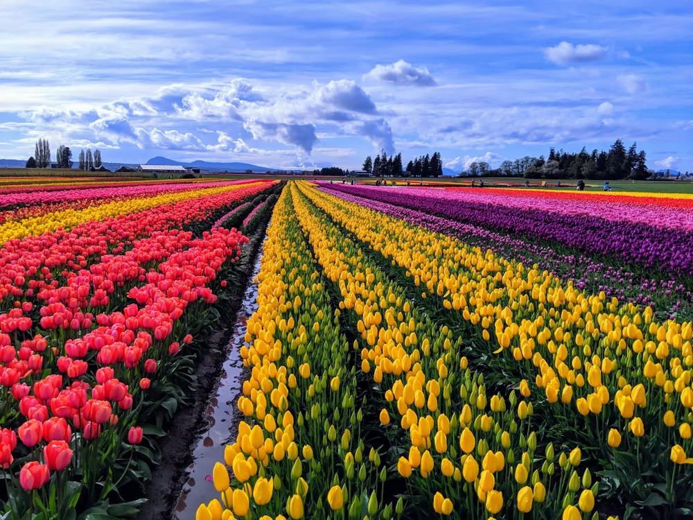 Every color and shade of tulip in rows in a field stretching on for as far as the eye can see in Skagit Valley, one of the best day trips from Seattle