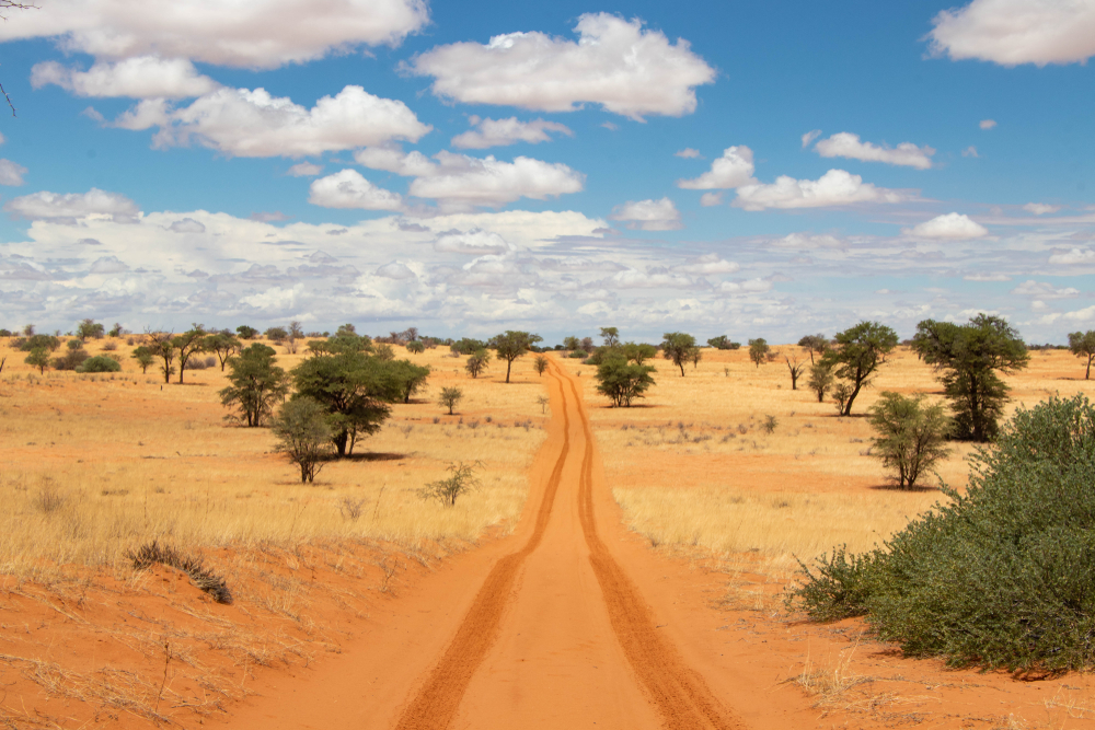 Kgalagadi Transfrontier Park, as seen in the middle of the desert with 4x4 tracks running through it