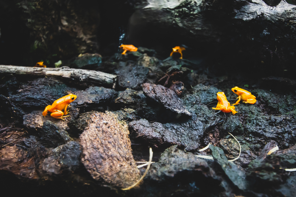 Orange and black dart frogs pictured sitting on a black piece of wood during the best time to to go the Amazon rainforest