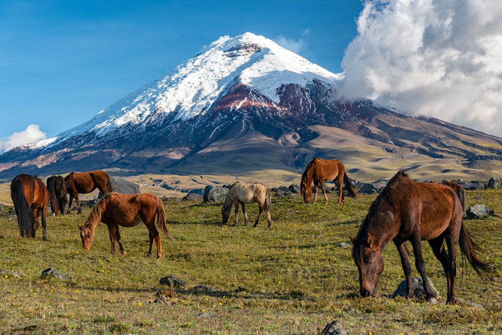 Wild horses graze in Cotopaxi National Park in Ecuador, one of the country's best places to visit