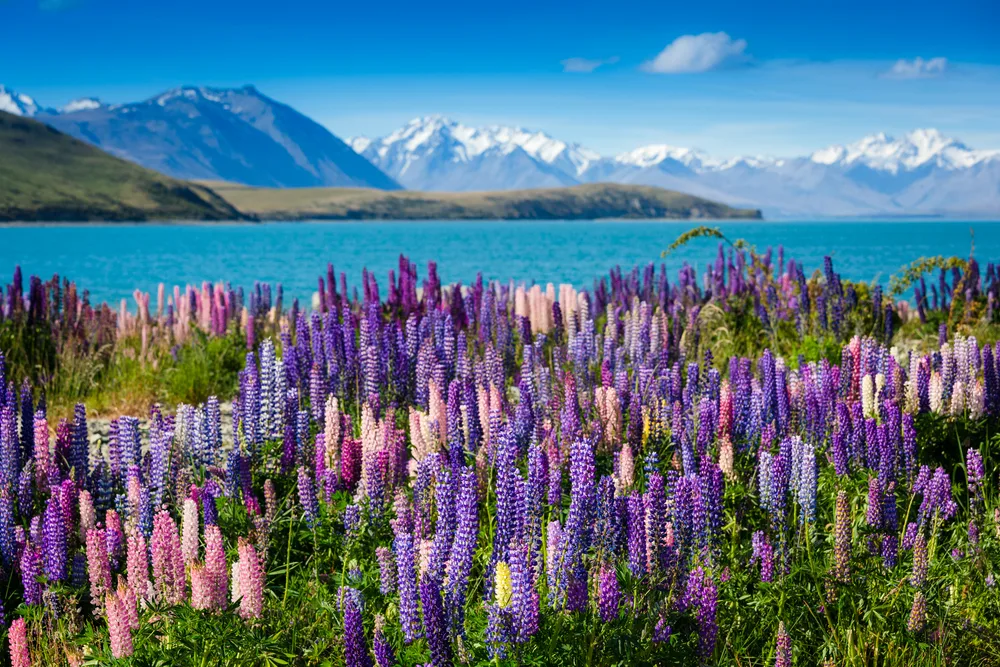 Beautiful purple flowers blooming in the fields at Lake Tekapo, one of the best places to visit in New Zealand