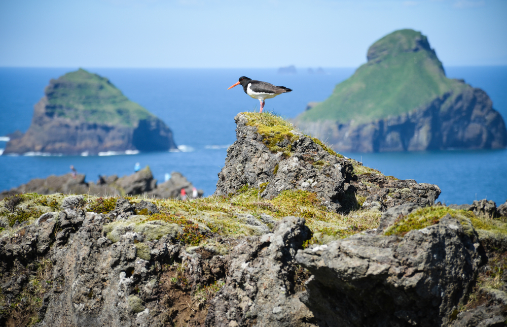 Oystercatcher bird pictured sitting on a moss-covered rock on the Vestmannaeyjar archipelago, a top place to visit in Iceland