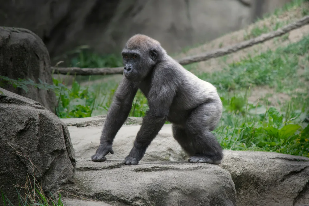 Young gorilla pictured standing on a rock in its enclosure at the Cincinnati Zoo