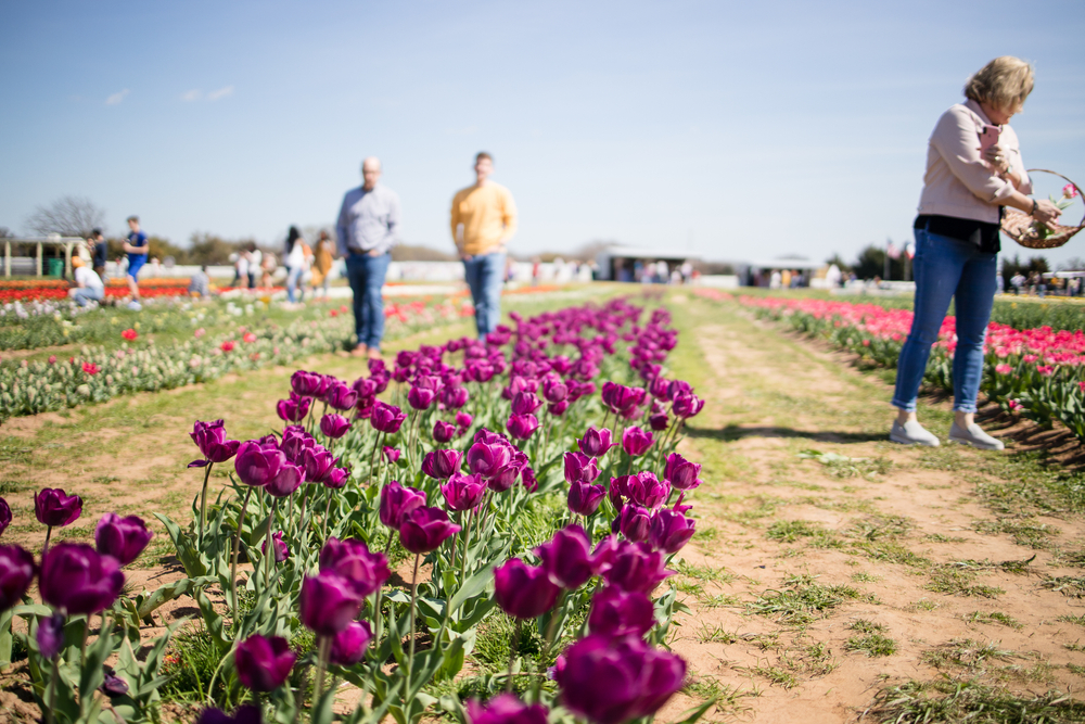 Flower fields pictured during the overall best time to visit Texas Tulips, the Spring