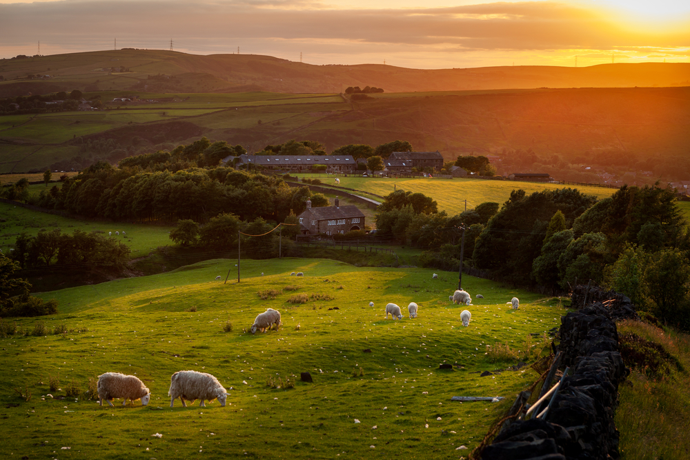 Sheep grazing in the idyllic region of Yorkshire with the sun setting behind the hills