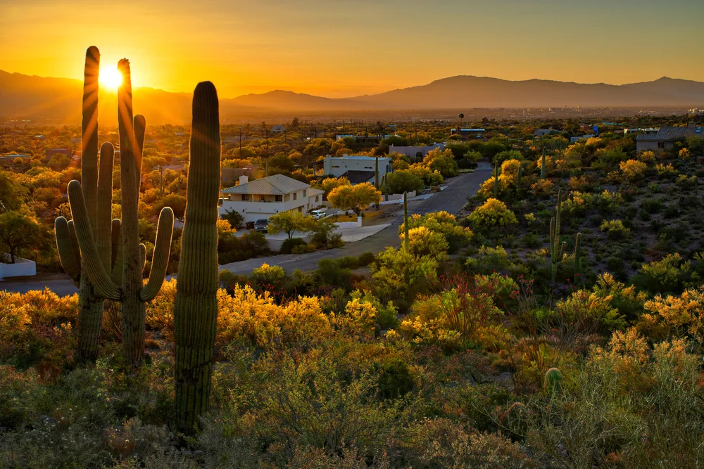 Homes seen between saguaro cacti in Tucson