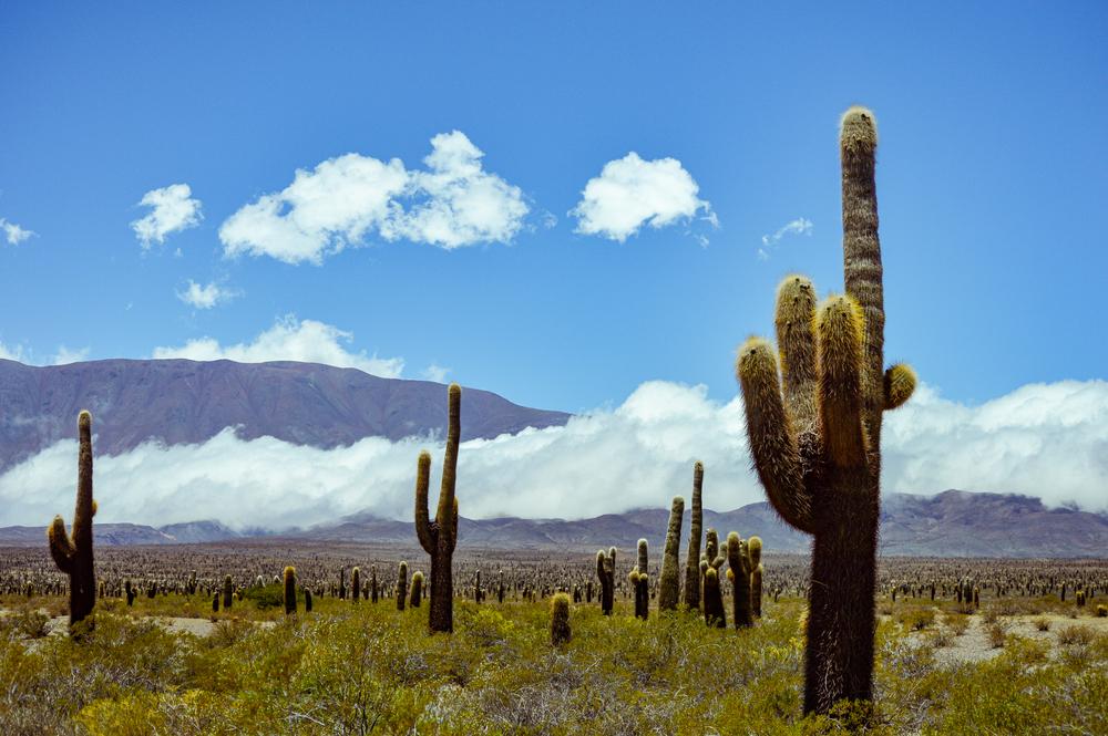 Cacti rising up from a desert in one of the best places to visit in Argentina, Salta