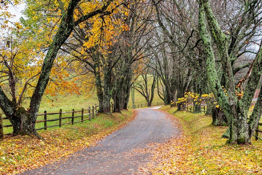 Picturesque scene with a canopy of trees above a rural road in autumn, the cheapest time to visit Virginia