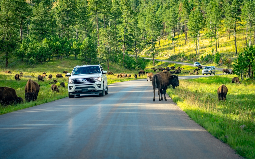 White expedition pictured parked next to some bison between green grass and trees