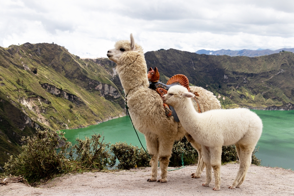 Alpacas stand on the cliffside of the Quilotoa Loop overlooking the lake for a piece on the best places to visit in Ecuador