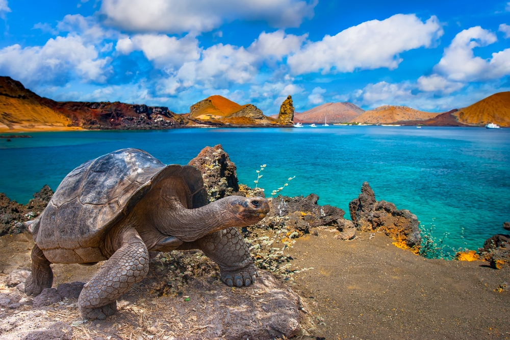 A giant tortoise stands on a rock in front of some water in the Galapagos Islands