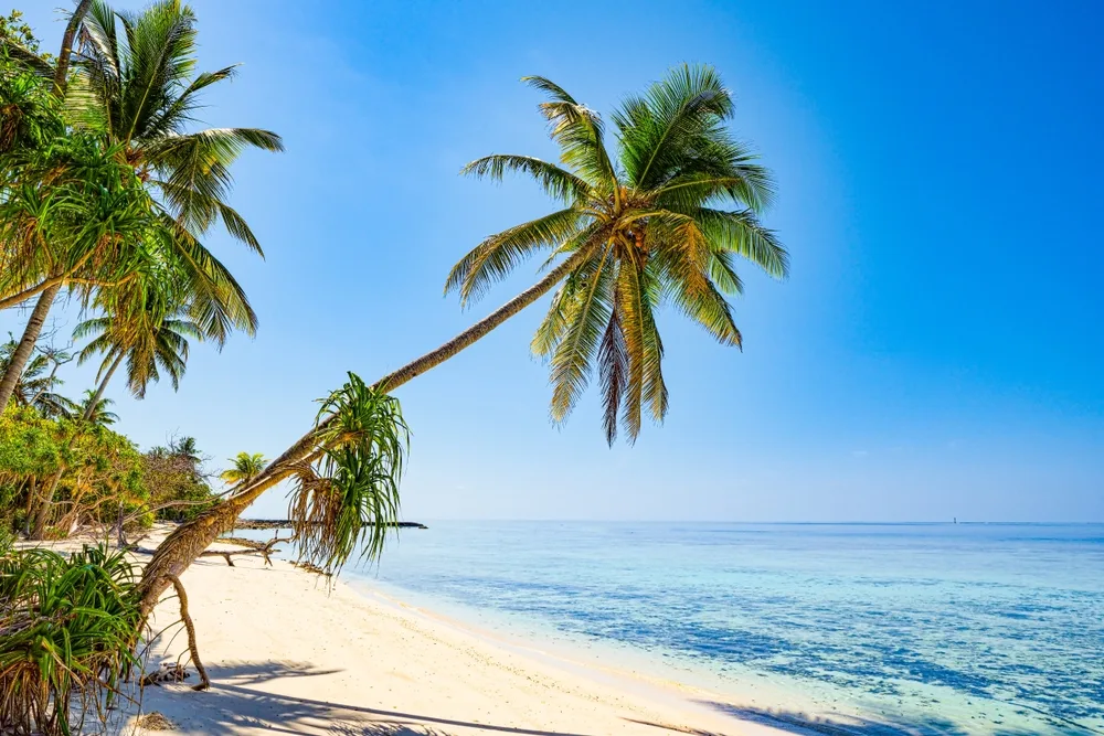 Leaning palm trees on the beach at Omadhoo Maldives showing one of the best islands in the Maldives on a sunny day
