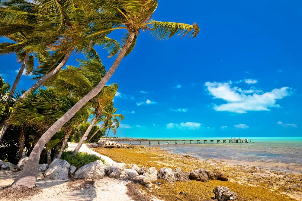 Beach view of Islamorada with palm trees blowing in the wind on a clear day to show one of the best islands in the Florida Keys