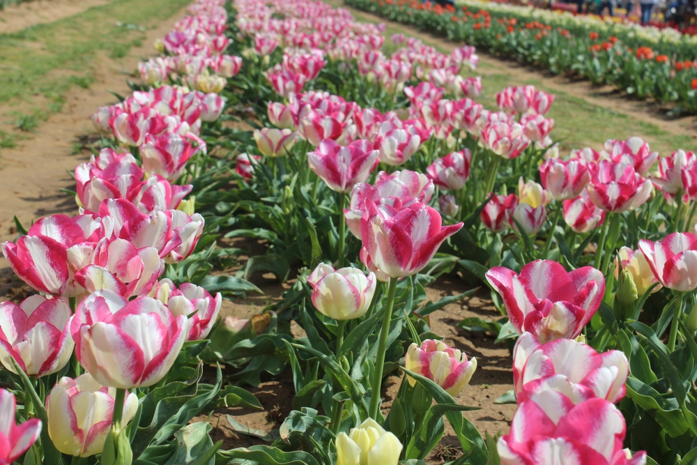 Image for a guide to the best time to visit Texas Tulips pictured with rows of pink tulips and a few pink and yellow ones mixed in too