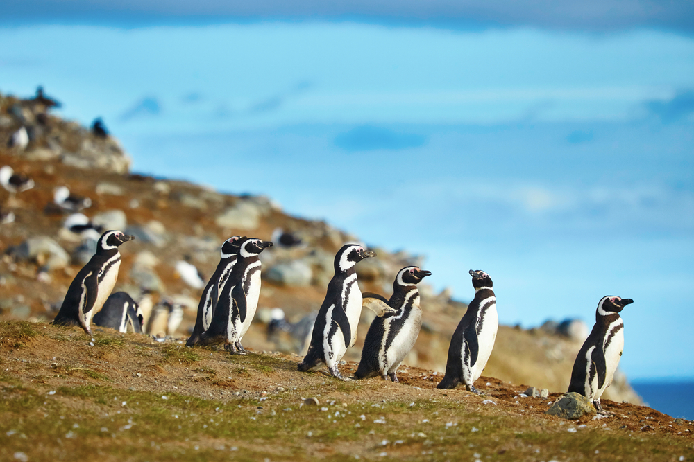 A bunch of happy penguins pictured at one of Chile's best places to visit, Los Pingüinos
