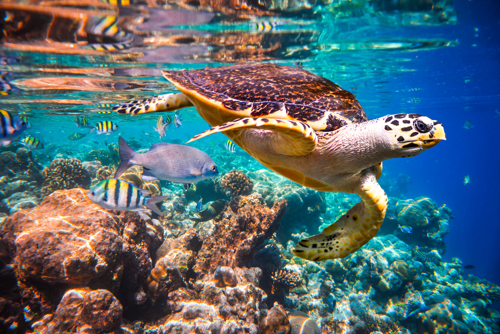 Hawksbill turtle swimming with colorful fish around a reef off one of the best islands in the Maldives