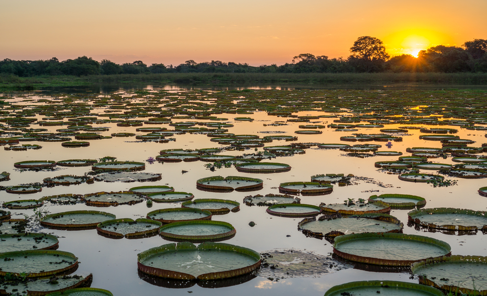 Lilly pads in the water-rich area of Pantanal, one of the best places to visit in Brazil