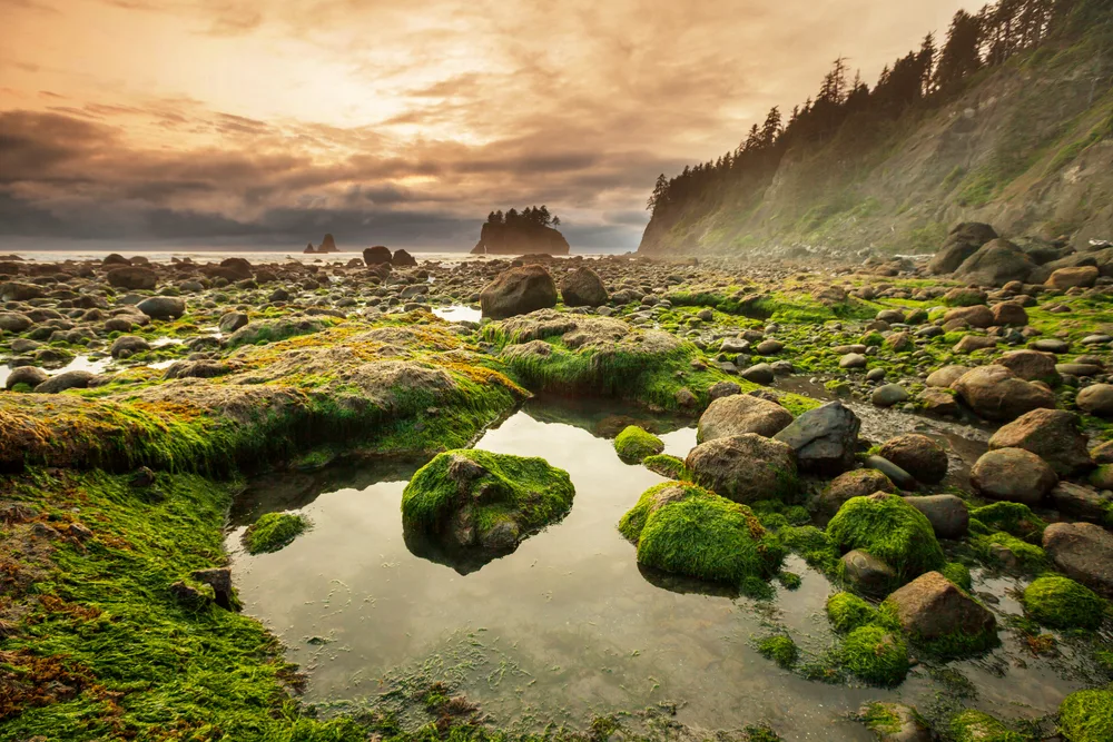 Moss-covered rocks in Olympic National Park, one of the best day trips from Seattle, as seen at dusk with an orange sky with still water between the rocks
